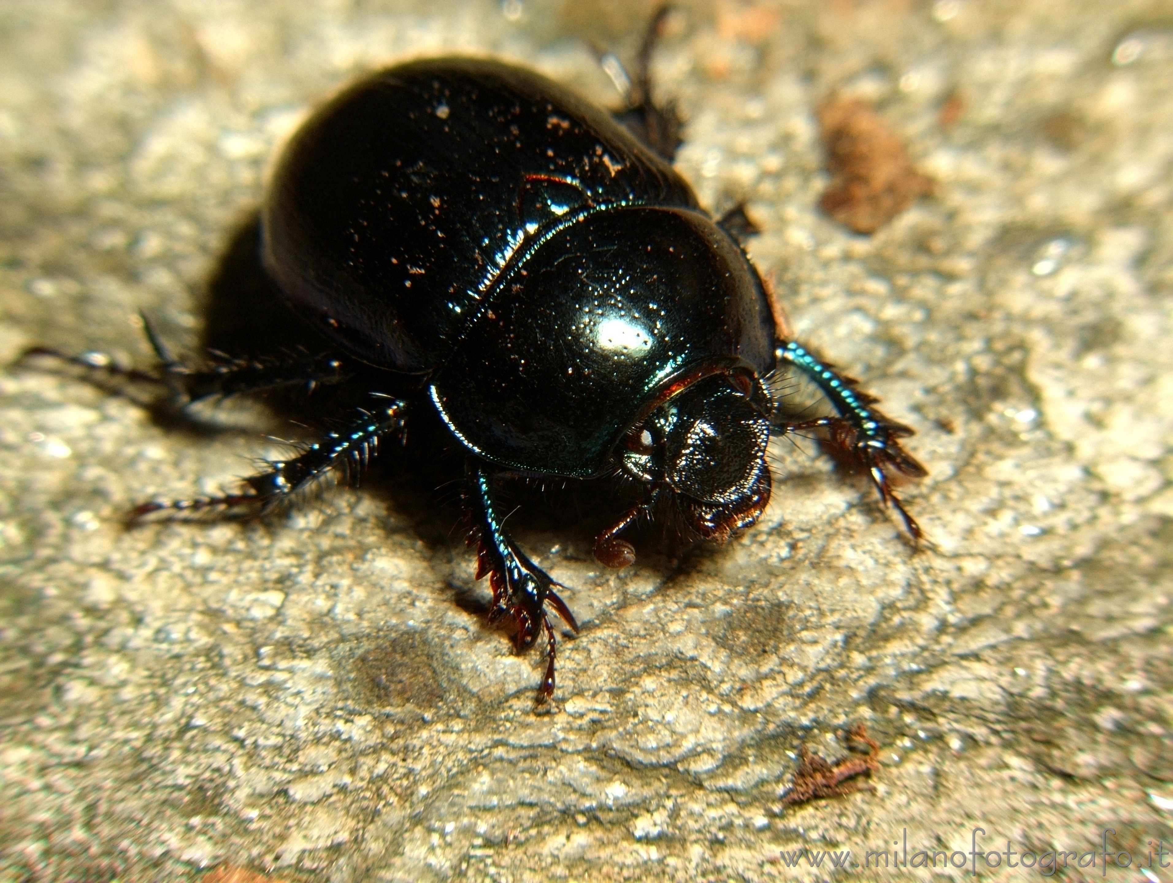 Brovello-Carpugnino (Verbano-Cusio-Ossola) - Geotrupes stercorarius